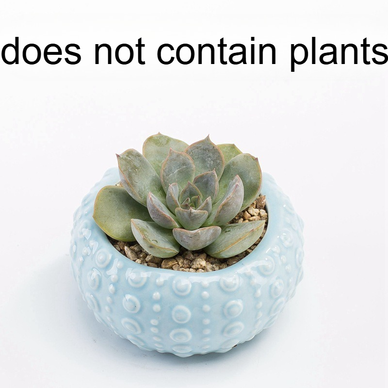 Heiß begehrter Ozean-Sukkulent – Snake Plant Ceramic Bewertung und Preis